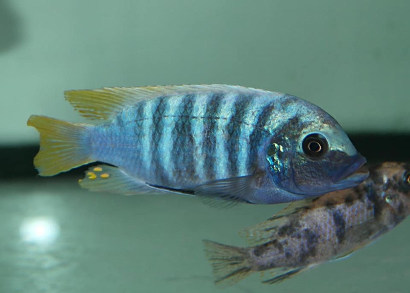 Maylandia zebra 'Chiwi Rocks'